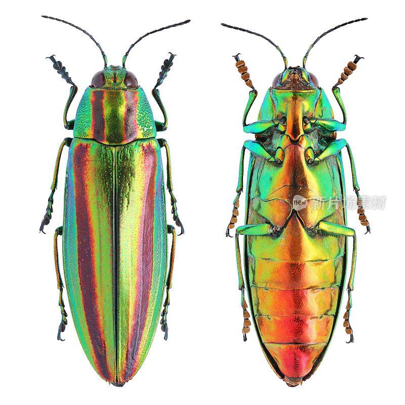昆虫收集美丽的宝石甲虫。Chrysochroa fulgidissima